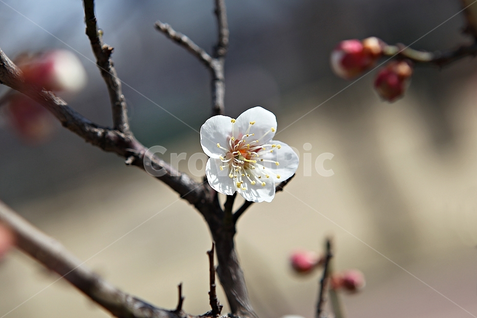 매화,꽃,봄꽃,봄,식물,자연,봄,계절,spring,season