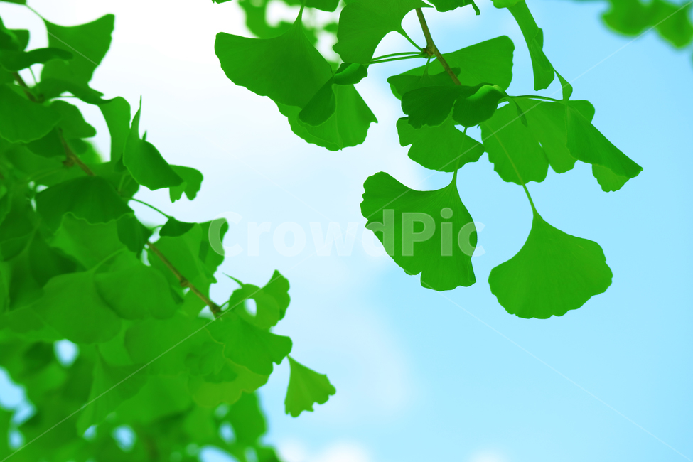 은향잎,은행나무,나뭇잎,잎,잎사귀,초록,여름,식물,자연,식물,자연,plants,nature