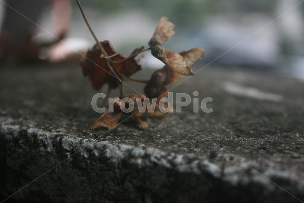 낙옆,담벼락,슬픔,고독,가을,외로움,우울,계절,식물,나무,자연,maple,단풍,nature,plant,season,trees,wood,감성,감정,sensible,feeling,잎새,마지막,우울증,세월,fall,쓸쓸,추억,식물,자연,plants,nature