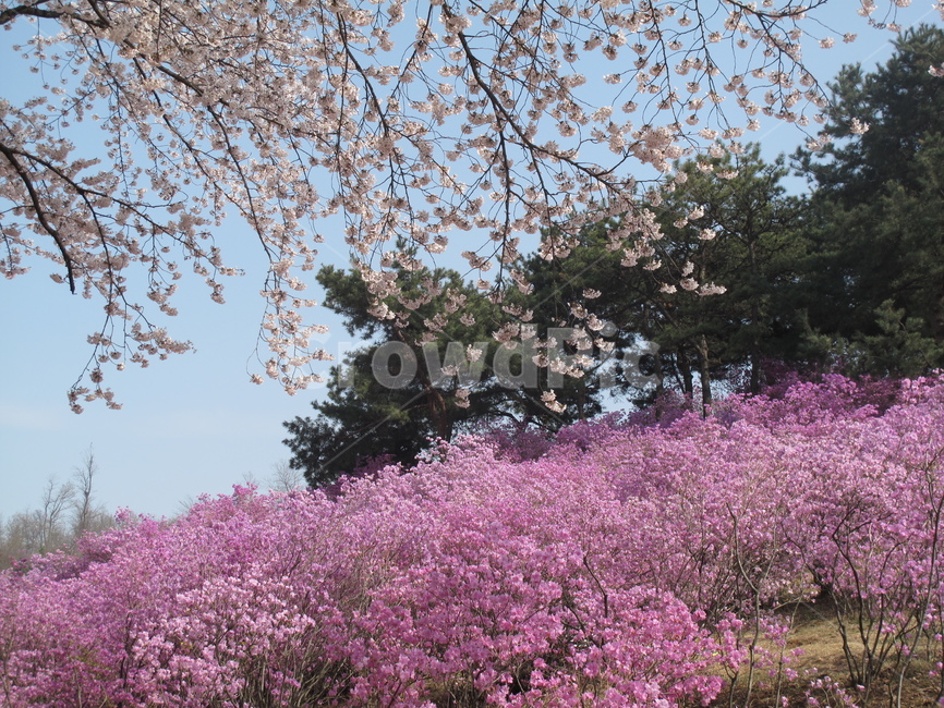 진달래축제,부천원미산,원미산,진달래,벚꽃,봄,계절,spring,season,plant,식물,flower,꽃,cherry blossom,blossom