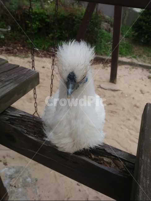 Pets,chicken,pet,chick,Baekbong Ogol Chicken