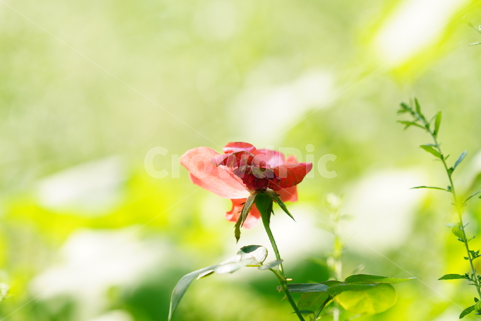 장미,꽃,플라워,식물,생물,생명,flower,plant,leaf,잎,식물,자연,plants,nature