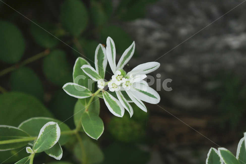 꽃,식물,flower,plant,야생화,식물,자연,plants,nature,꽃,flower