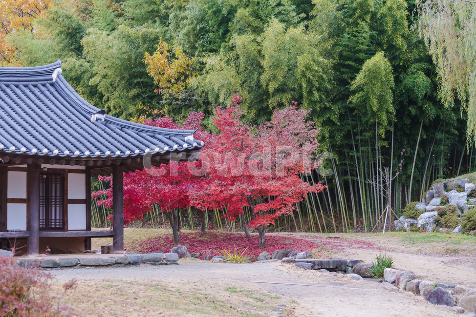 한옥,대나무,단풍,가을,한국미,건축,감성,감성사진,가을,계절,fall,autumn,season,한국전통,한국문화,korean traditional,korean culture