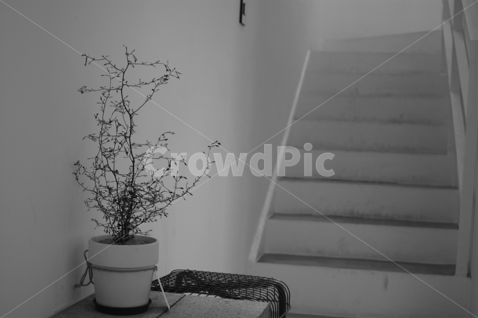 카페,감성,화분,계단,흑백사진,식물,자연,plants,nature,실내용화초,화분,화초,house plant,흑백,모노톤,monochrome,black and white,인테리어,실내디자인,interior design