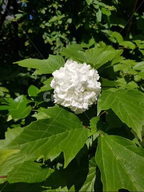 꽂,수국,flower,하얀꽃,식물