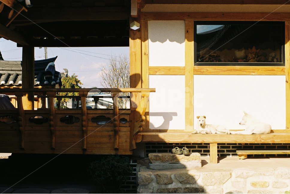 한옥,경주,강아지,햇살,가을,그림자,필름사진,한국전통,한국문화,korean traditional,korean culture,동물,animal,포유류,mammal,개,강아지,dog,doggy,휴식,힐링,rest,relaxation,healing,건축물,건물외관,exterior,building,structure,architecture,construction