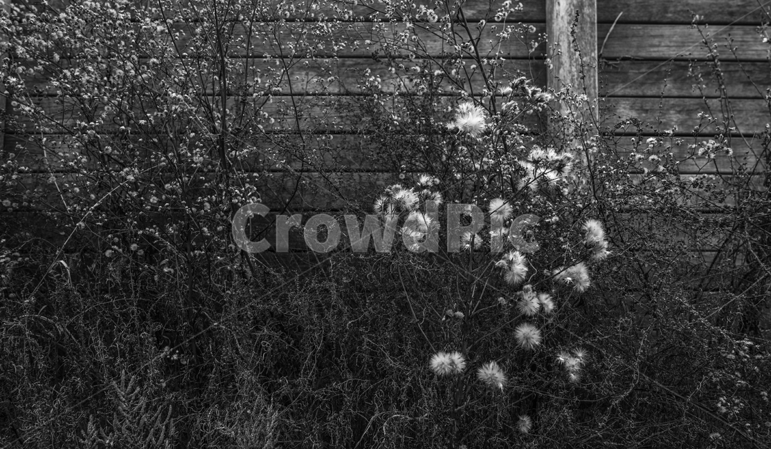 꽃,마른꽃,겨울,계절,야생화,식물,드라이플라워,감성,식물,자연,plants,nature,꽃,flower,흑백,모노톤,monochrome,black and white