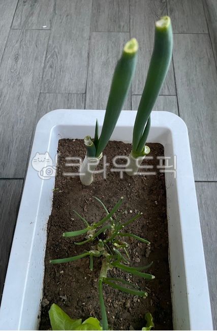집에서키우는대파,싱싱한,집에서키우는쪽파,신선한,쪽파,대파,화분,흙,대파키우기,쪽파키우기,집에서,심은대파,심은쪽파,심은파,키우는,베란다텃밭,파,야채,채소,베란다,plant