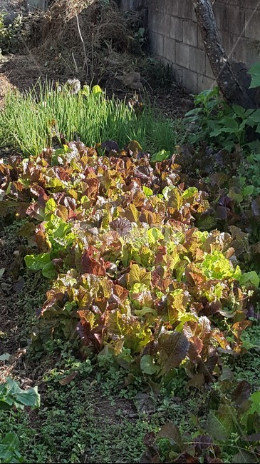 텃밭,식물,시골,상추,고향,식물,자연,plants,nature,채소,야채,vegetables