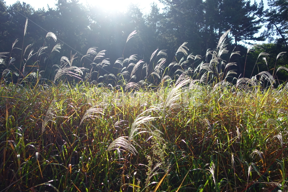 갈대,식물,자연,햇살,가을풍경,가을,풍경,갈대숲,갈대밭,가을,계절,fall,autumn,season,자연,풍경,nature,landscape,grass,잔디,plant,lawn,reed