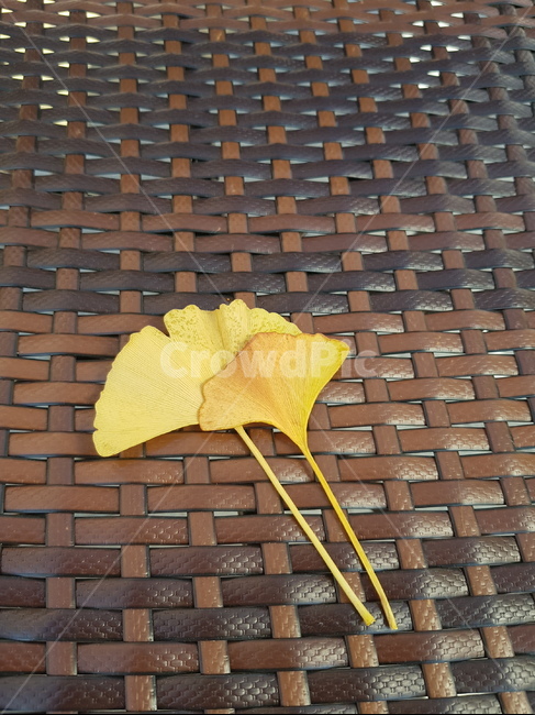 은행잎,커플,가을,노랑은행잎,낙엽,가을,계절,fall,autumn,season,식물,자연,plants,nature,brick,벽돌