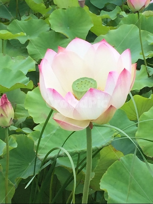 연꽃,꽃,플라워,자연,연못