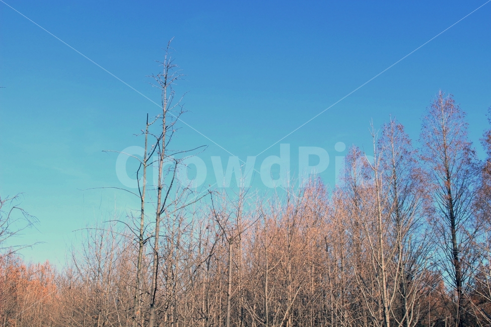 나무,가지,수풀,빼곡,가을,기둥,야외,자연,배경,텍스쳐,background,texture,하늘,자연,풍경,nature,landscape,plant,식물,grass,잔디,tree
