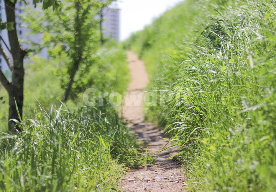 path,통로,길,잔디,산책,풀,식물,자연,plants,nature