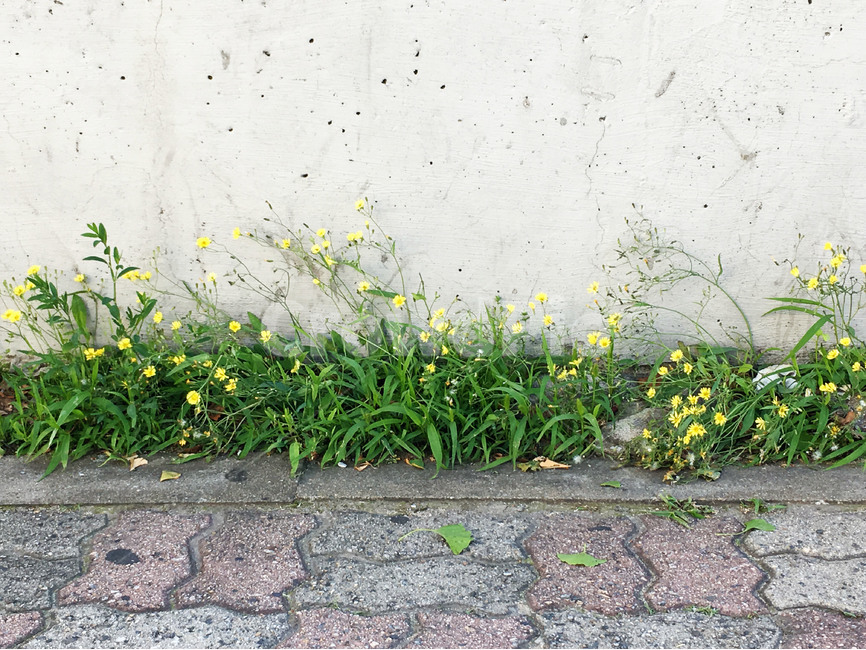 길가,꽃,보도블럭,벽,야외,도시,식물,길,식물,자연,plants,nature,꽃,flower