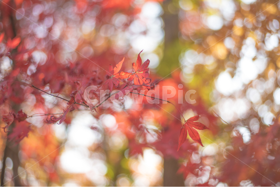 단풍,나무,낙엽,풍경,자연,가을,계절,fall,autumn,season,식물,자연,plants,nature,감성,sensible,feeling,색깔,색상,색채,색감,color sense,color sensitivity,feeling of color,plant,leaf,잎,tree