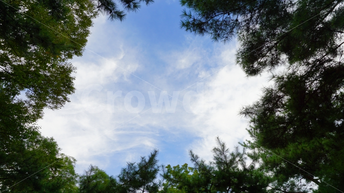 하늘,나무,sky,tree,풍경,가장자리,소나무,skyblue,pinetree,plant,식물,침엽수,새털구름,구름,cloud,evergreen,green,자연,풍경,nature,landscape