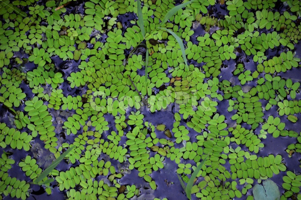 생이가래,양치식물,수초,수생식물,포자번식,정원식물,식물,자연,plants,nature