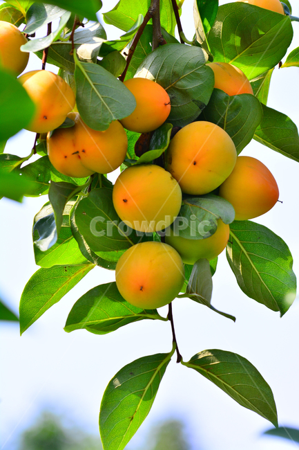 감,과일,열매,음식,가을과일,식용,주항색,노랑색,나무열매,셋,잎새,단감,결실,fruit,food,persimmon,클로즈업,접사,가을분위기,가을이미지,한국적,korean,감나무,식물,자연,plants,nature,과일,열매,fruit