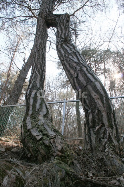 연리목,괴산연리목,사랑나무,사랑산,소나무,희귀수,식물,자연,plants,nature,나무,trees,wood