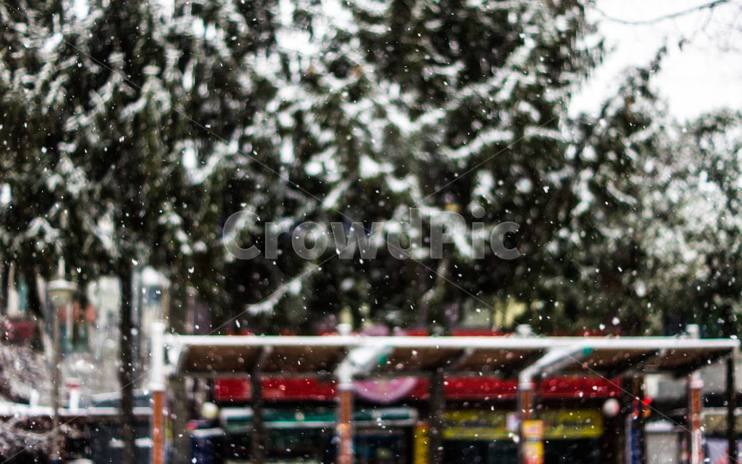겨울,눈,나무,공원,winter,snow,tree,park,겨울,계절,winter,season