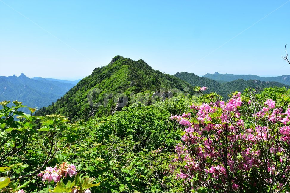 설악산,풍경,국립공원,자연,명산,100대명산,nature,산,비경,landscape,서북능선,철쭉,자연,풍경,nature,landscape,한국자연풍경,한국자연경관,korea nature landscape,식물,plants,꽃,flower,outdoors,옥외