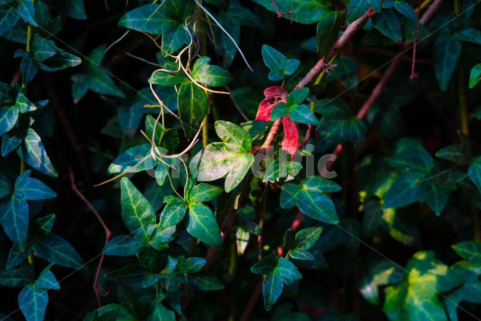 꽃,자연,초록,컬러,나무,식물,plant,leaf,잎