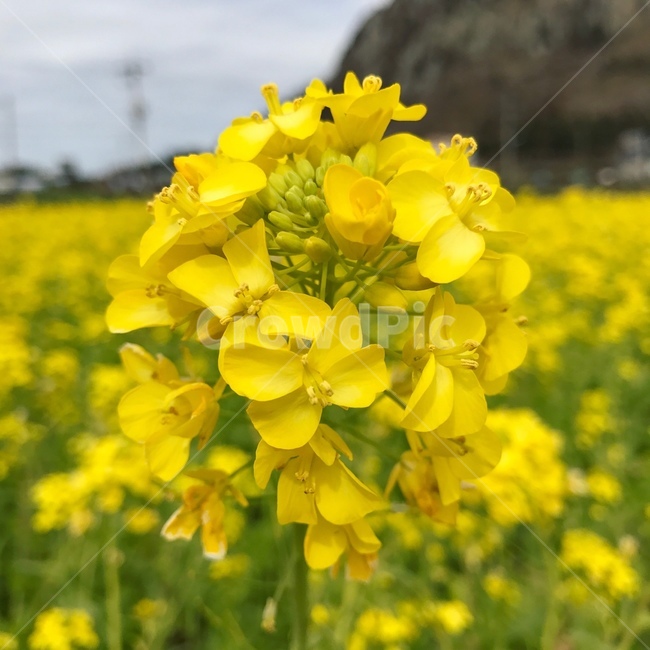 유채꽃,자연,꽃,flower,제주도,jeju