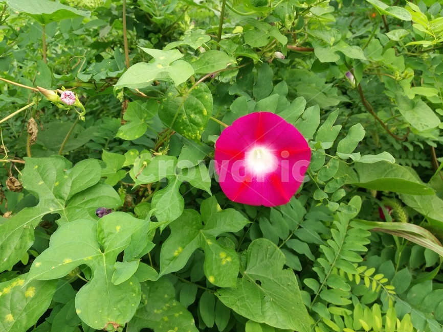 flower,꽃,blossom,plant,식물,나팔꽃,잡초,풀,싱그러움,녹색,식물,자연,plants,nature
