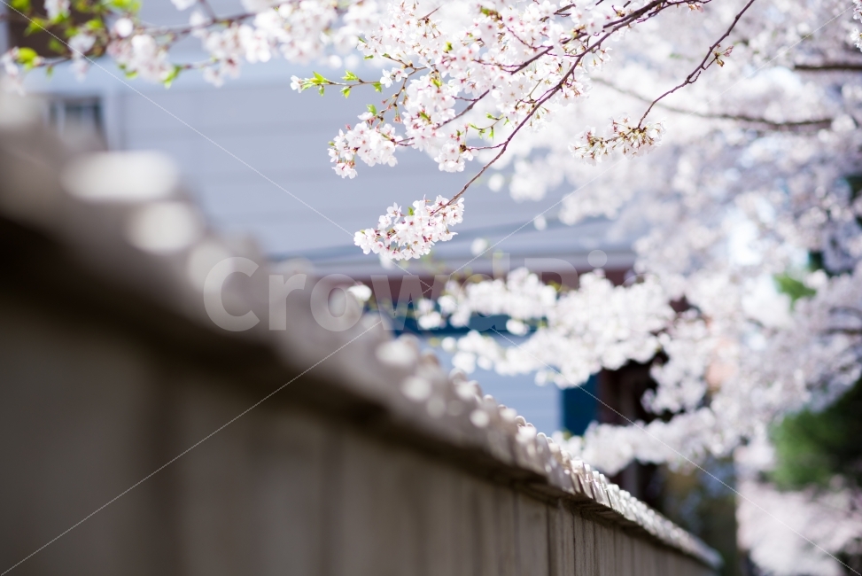 spring,Cherry Blossom,Brightness,flower viewing,flower