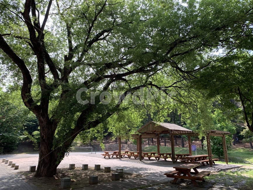 숲,나무,forest,휴식,피톤치드,season