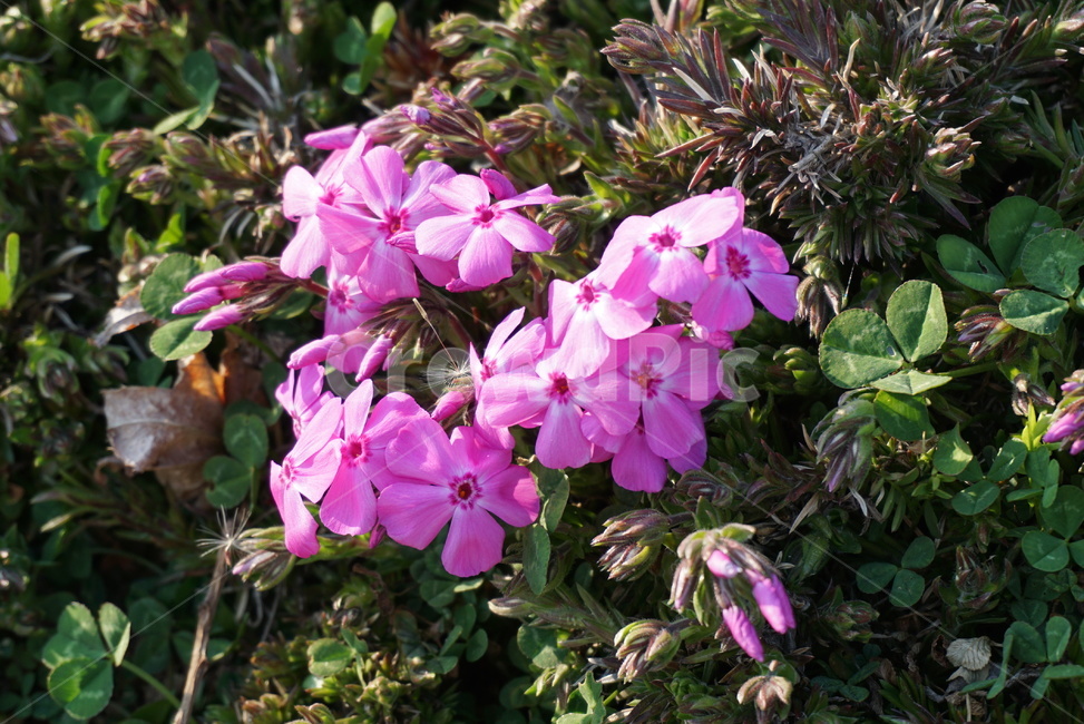 flower,plant,식물,blossom,꽃,꽃잔디,꽃잔디다발