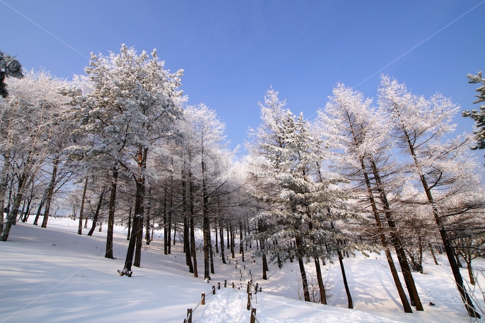 함백산,만항재,설경,풍경,겨울,겨울,계절,winter,season,자연,풍경,nature,landscape,outdoors,옥외