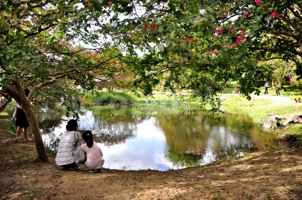 연못,모녀,반영,명옥헌원림,배롱꽃,아담한,화려한,신비로운,운치있는,화사한,꽃무릇,계곡,대나무,메타세콰이어길,꽃구경,슬로시티,경치,휴식,사진찍기,나들이,담양,상사화,자연,풍경,nature,landscape,한국자연풍경,한국자연경관,korea nature landscape,사람,인물,인간,human,person,가족,패밀리,family,휴식,힐링,rest,relaxation,healing,outdoors,옥외,water,물
