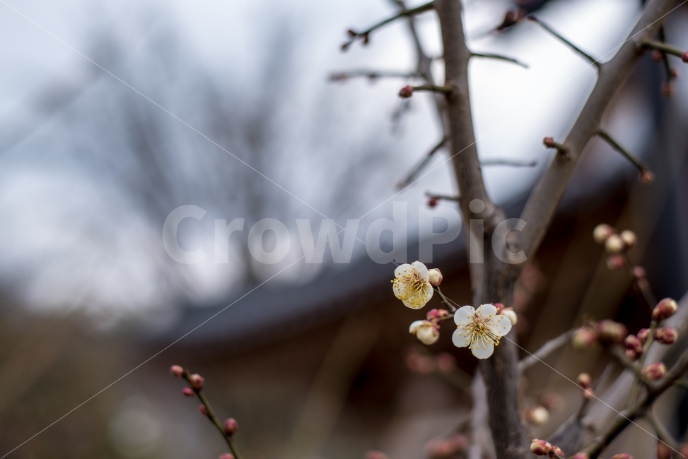 매화,백매,겨울,봄,추위,설중매,기와,한옥,조선,전통,한국,꽃,나무,사군자,매난국죽,매,꽃망울,입춘,꽃샘추위,상춘객,맑음,화창,식물,자연,plants,nature,봄,계절,spring,season,꽃,flower,plant