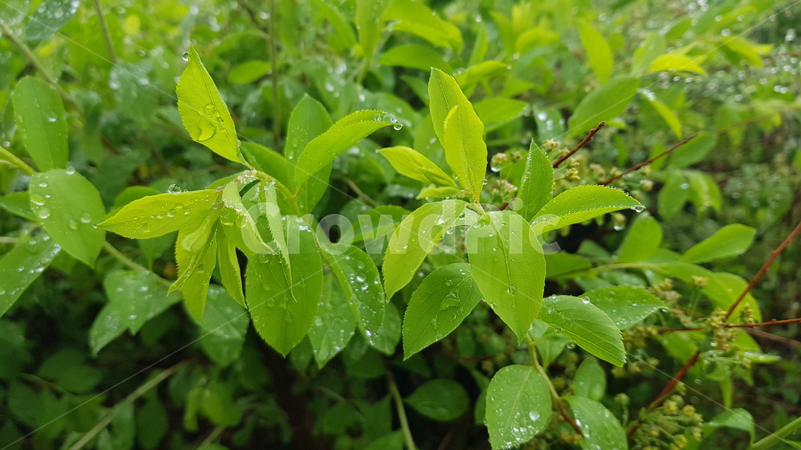 작은물방울,식물,plant,잎,이슬,dew,자연,natual,green,초록색,물방울,촉촉함,식물,자연,plants,nature