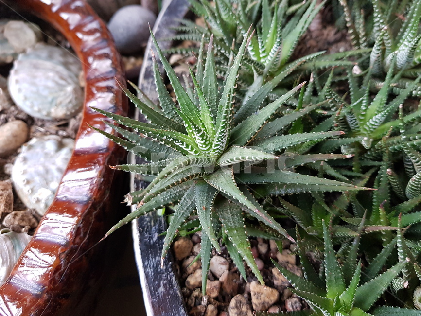 plant,식물,보타닉,green,다육식물,식물,자연,plants,nature