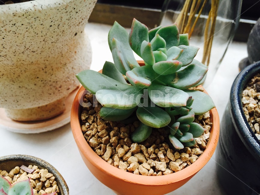 화분,다육이,다육식물,식물,succulents,plant,정원,미니어처,토분,아기자기