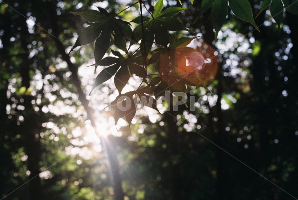 플레어,flare,햇빛,sunshine,나무,숲,forest,식물,자연,plants,nature,휴식,힐링,rest,relaxation,healing