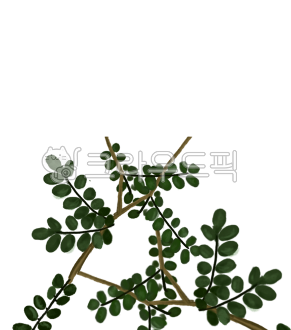 식물그림,식물,잎사귀,소포라,잎