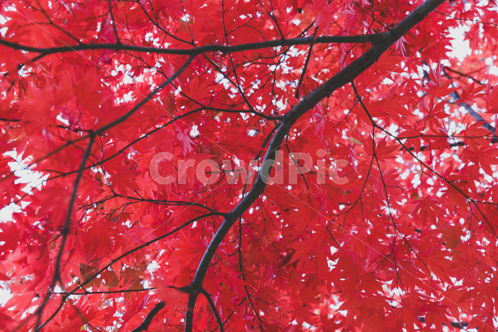 나무,단풍,가을,붉은색,식물,tree,fall,autumn,red,plants,maple,가을,계절,fall,autumn,season,plant,leaf,잎