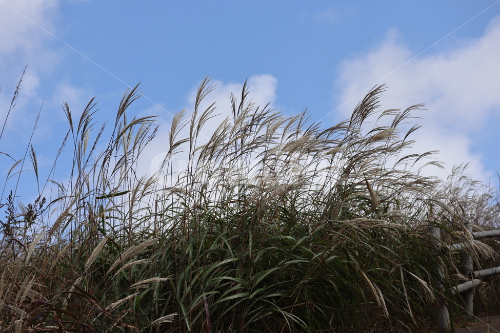 강원도,정선,억새,민둥산,등산,풍경,자연,식물,가을,계절,fall,autumn,season,plant,grass,잔디,lawn,reed,갈대