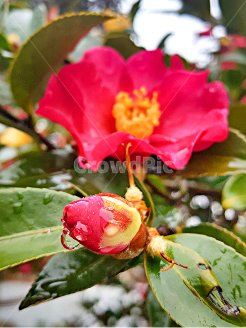 동백꽃,꽃,flower,제라늄,geranium,blossom,식물,plant