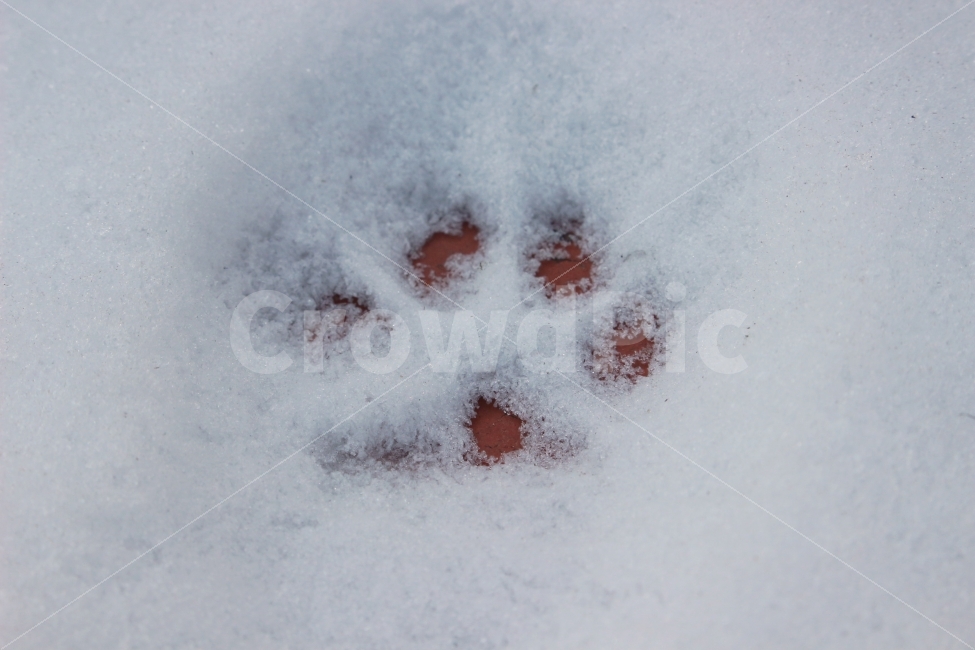 발자국,눈,고양이,강아지,눈발자국,차가움,겨울,귀여움,겨울,계절,winter,season