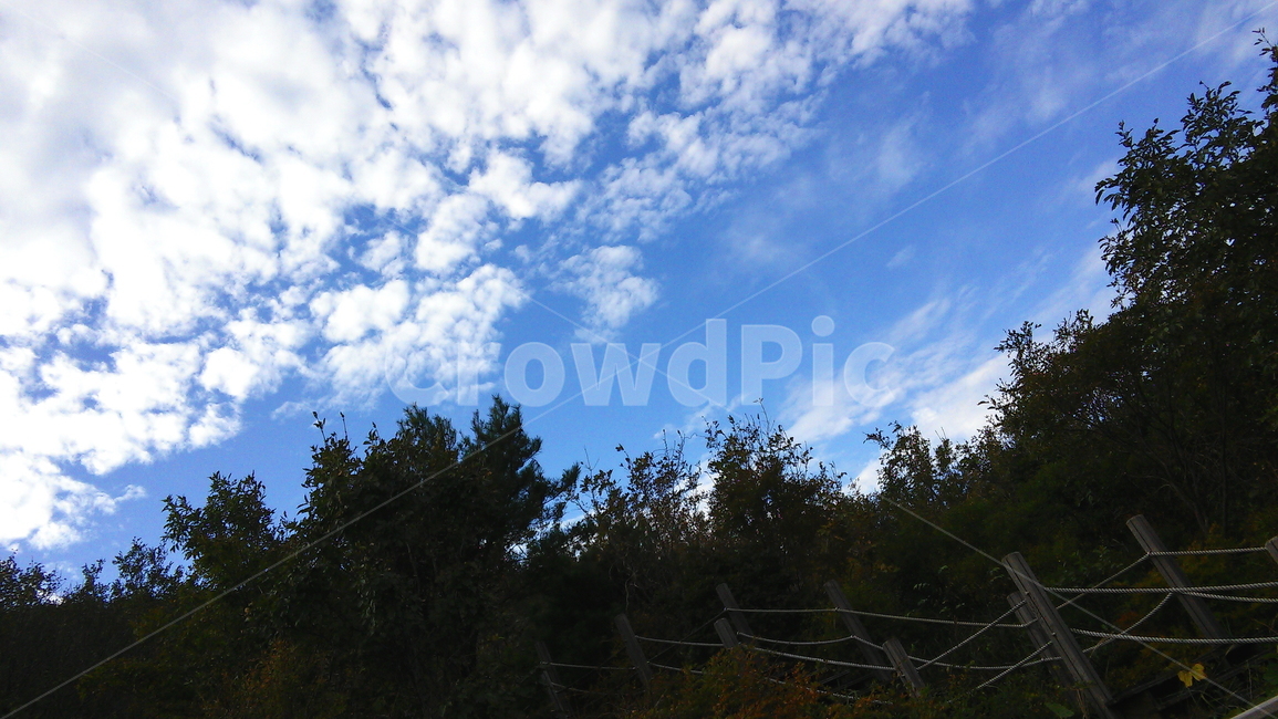 하늘,구름,배경,가을,sky,자연,나무,blue