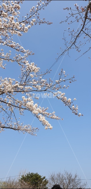 벚꽃,봄,하늘,사쿠라,꽃나무