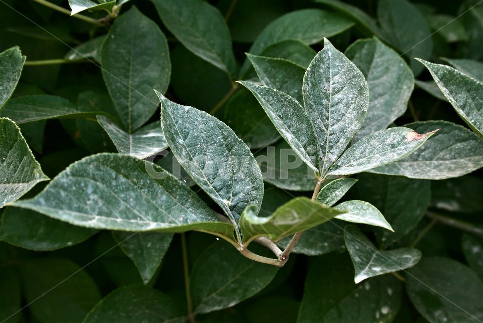 세잎오갈피나무,두릅나뭇과,낙엽관목,약용식물,나무,식물,자연,plants,nature