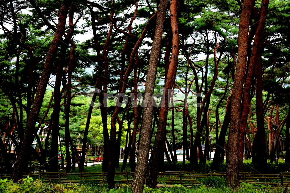 풍경,나무,식물,소나무,자연,자연,풍경,nature,landscape,식물,plants,나무,trees,wood,tree,plant,tree trunk,나무 줄기