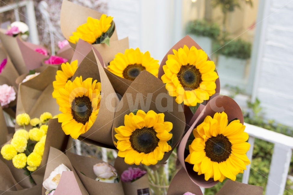 해바라기,꽃,flower,플라워,부케,포장지,종이,포자오딘,구매,꽃집,다발,비즈니스,상점,꽃한송이,사람들,성인,소비자주의,수평구성,정리,wrappingpaper,wrapped,buying,business,store,gift,식물,자연,plants,nature,꽃,flower,기념일,축하,anniversary,congratulation,celebrate,celebration